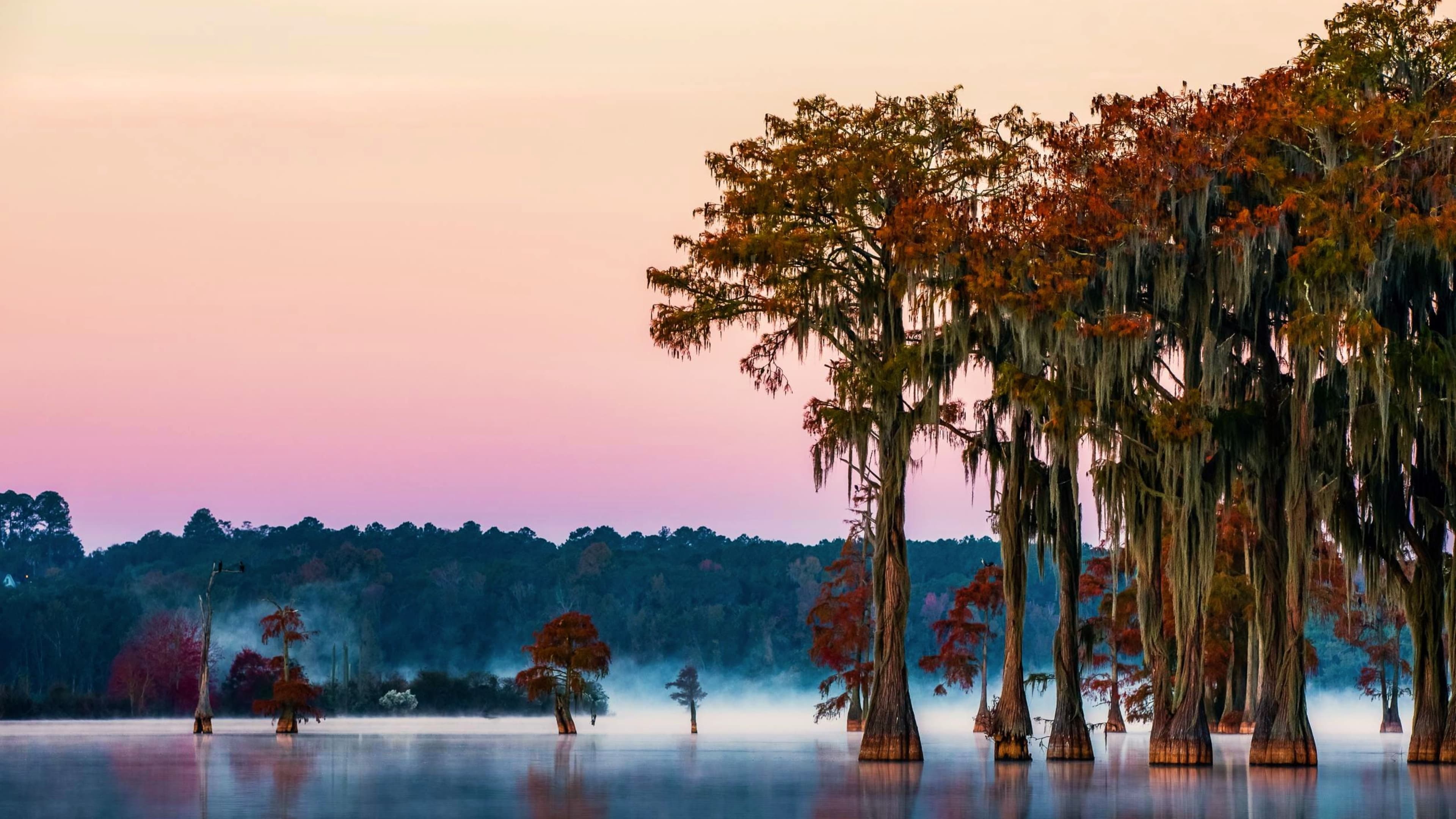 Misty lake with cypress trees in Tallahassee